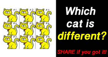which-cat-is-different